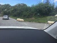CovandogaOveyes.jpg