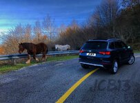 FullSizeRender (1)caballo.jpg