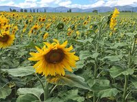 217D877C-92CF-4C66-BCCE-4B8D27A565E3.jpeg