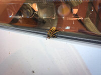 IMG_8946.jpeg