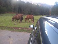 IMG_20201009_175335366.jpg