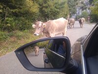 IMG_20201009_165740389.jpg