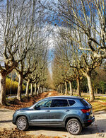 ATECA Y EL ÁRBOL.jpg