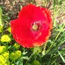 Andromina