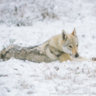 WildWolf