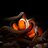 Percula