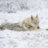 WildWolf